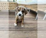 Small #3 Bullboxer Pit