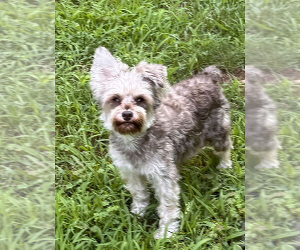 Medium Photo #2 Poodle (Toy) Puppy For Sale in Pottstown, PA, USA