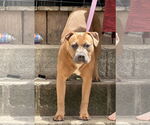 Small #4 Boxer Mix