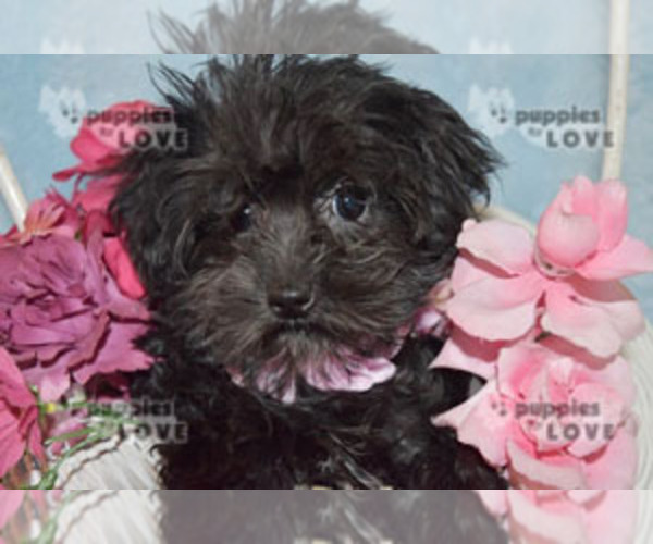 Medium Photo #5 Poodle (Toy)-Yorkshire Terrier Mix Puppy For Sale in SANGER, TX, USA