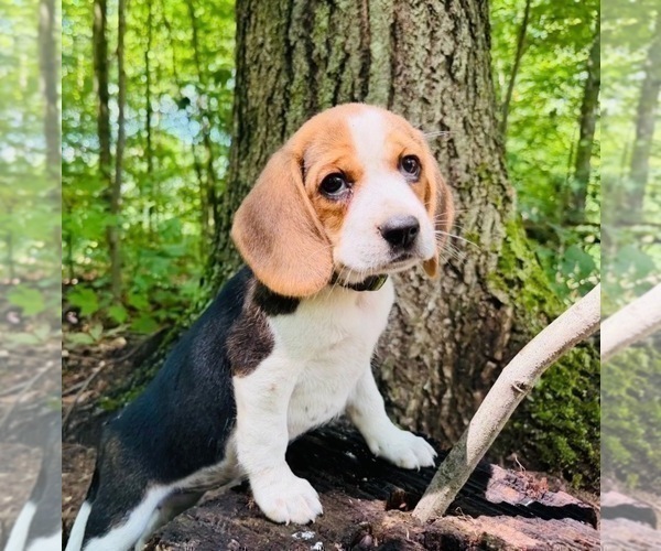 Medium Photo #8 Beagle Puppy For Sale in INDIANAPOLIS, IN, USA