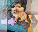 Small #6 Norwich Terrier Mix