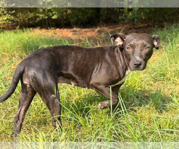 Medium Photo #2 Mutt Puppy For Sale in Anniston, AL, USA