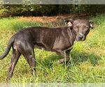 Small #1 Mutt