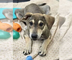 Beagle-Unknown Mix Dogs for adoption in Jefferson, NJ, USA