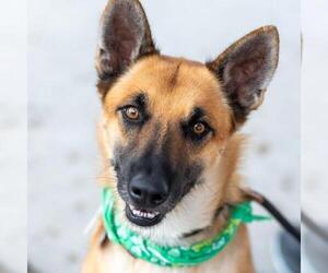 Rondo - Male Mutt Dog for Adoption - Photo #8