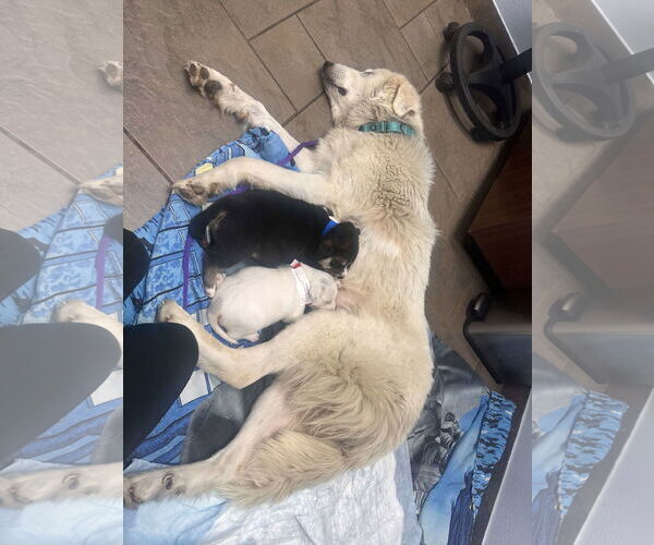Medium Photo #24 Great Pyrenees-Unknown Mix Puppy For Sale in Houston, TX, USA