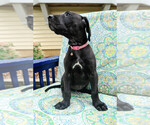 Small Photo #4 Great Dane Puppy For Sale in DOWNERS GROVE, IL, USA