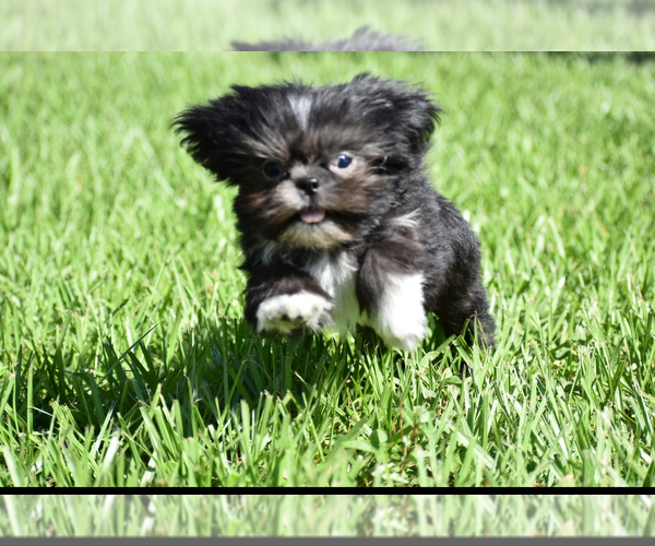 Medium Photo #4 Shih Tzu Puppy For Sale in PALM COAST, FL, USA