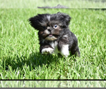 Small #3 Shih Tzu