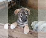 Small #9 German Shepherd Dog-Siberian Husky Mix