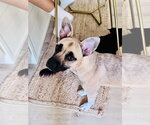 Small #1 American Staffordshire Terrier-Siberian Husky Mix