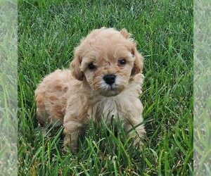 Goldendoodle-Poodle (Miniature) Mix Puppy for sale in PARADISE, PA, USA