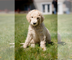 Small Photo #1 Poodle (Standard) Puppy For Sale in MONTELLO, WI, USA