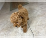 Small #5 Maltipoo