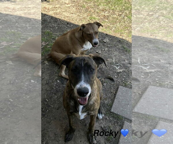 Medium Photo #2 Catahoula Leopard Dog-Labrador Retriever Mix Puppy For Sale in Oakhurst, NJ, USA