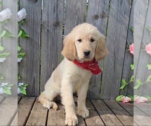 Golden Retriever Puppy for sale in INDIANAPOLIS, IN, USA
