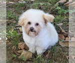 Philip Cheese S - Male Poodle (Toy) Puppy for Sale - Photo #5