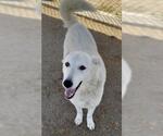 Small Siberian Husky Mix