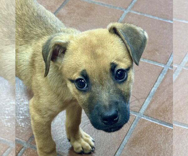 Medium Photo #1 Golden Retriever-Unknown Mix Puppy For Sale in Jefferson, NJ, USA