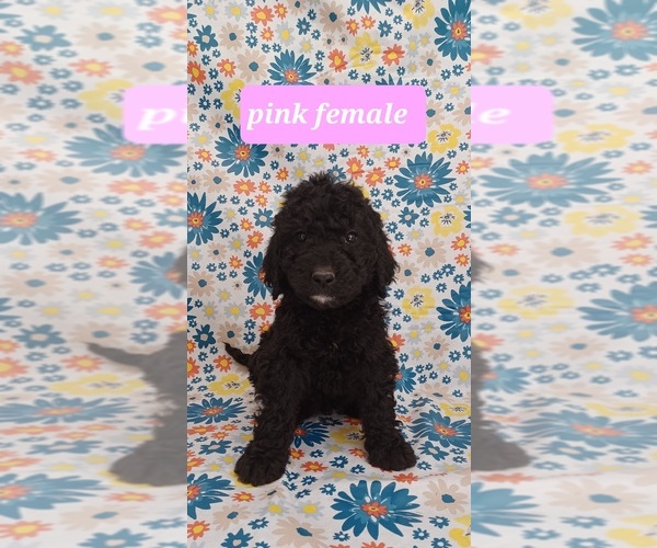 Medium Photo #1 Goldendoodle Puppy For Sale in VANCEBURG, KY, USA