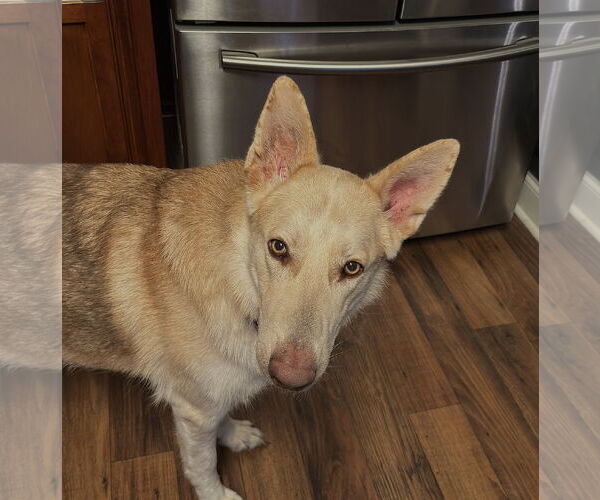 Medium Photo #4 German Shepherd Dog Puppy For Sale in Holly Hill, SC, USA