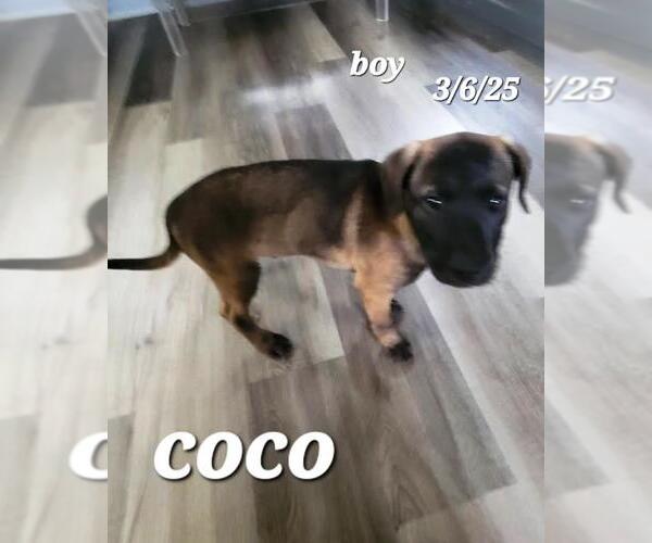 Medium Photo #2 Mutt Puppy For Sale in Rootstown, OH, USA