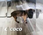 Small #1 Mutt