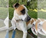Small #1 American Pit Bull Terrier Mix