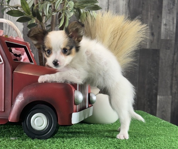 Medium Photo #2 Papillon Puppy For Sale in CANOGA, NY, USA