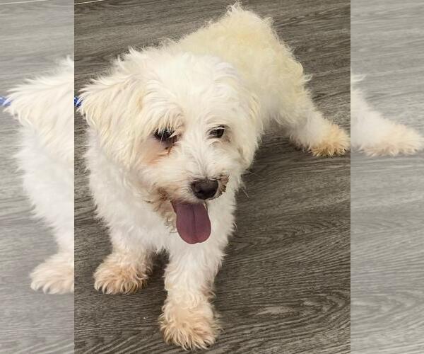 Medium Photo #4 Bichon Frise Puppy For Sale in Westminster, MD, USA