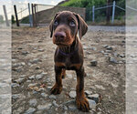 Small #8 Doberman Pinscher