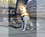 Small #5 Huskies  Mix