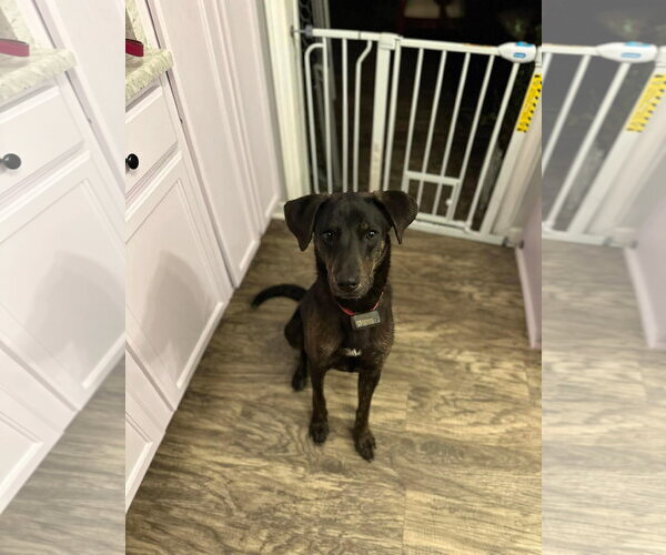 Medium Photo #9 Labrador Retriever-Unknown Mix Puppy For Sale in Holly Springs, NC, USA