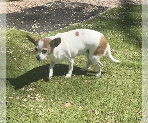Medium Photo #1 Chihuahua Puppy For Sale in York, SC, USA
