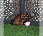 Cupcake - Female Yorkiepoo mix (+ Poodle Toy) Puppy for Sale - Photo #4