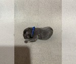Small Photo #1 French Bulldog Puppy For Sale in POMPANO BEACH, FL, USA