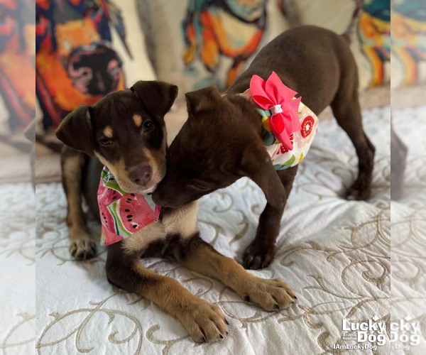 Medium Photo #3 Mutt Puppy For Sale in Washington, DC, USA