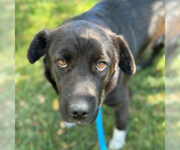Medium Photo #3 Labrador Retriever-Unknown Mix Puppy For Sale in San Diego, CA, USA