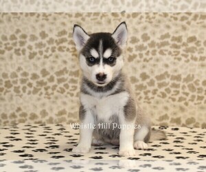 Pomsky Puppy for sale in DENVER, PA, USA