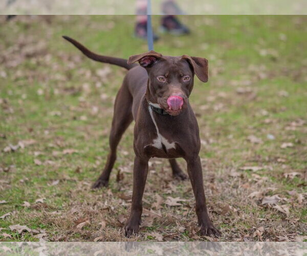 Medium Photo #4 Labrador Retriever-Unknown Mix Puppy For Sale in Munford, TN, USA
