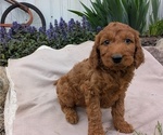 Small Photo #31 Irish Doodle Puppy For Sale in GOSHEN, IN, USA