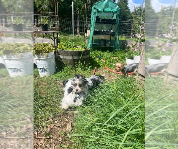 Medium Photo #18 Yorkshire Terrier Puppy For Sale in GASTON, OR, USA