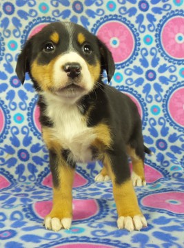 Medium Photo #1 Greater Swiss Mountain Dog Puppy For Sale in RIVERSIDE, IA, USA