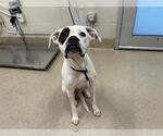 Small Boxer Mix