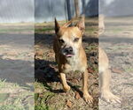 Small #8 Chihuahua