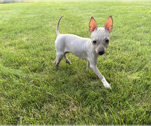 American Hairless Terrier Puppy for sale in MEDFORD, MA, USA
