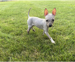 Small American Hairless Terrier