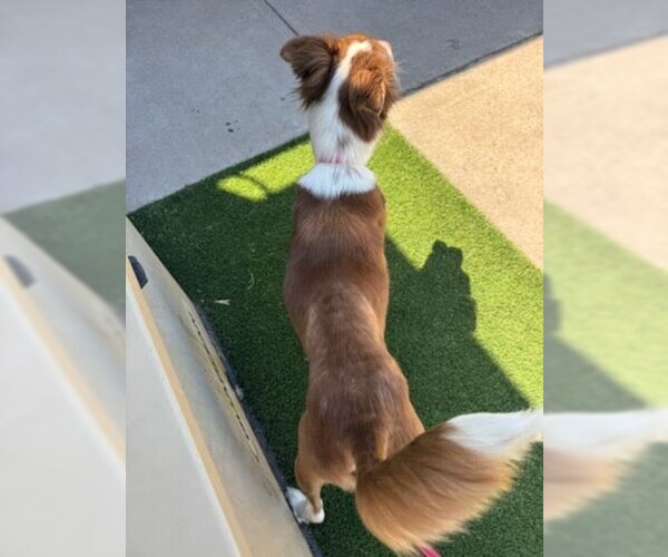 Medium Photo #2 Border Collie-Unknown Mix Puppy For Sale in Tabernash, CO, USA