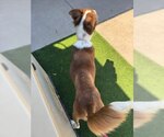 Small #1 Border Collie Mix